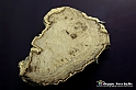 VBS_9063 - Museo Paleontologico - Asti